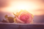Rose with sunset symbolizing death, loss, estate planning and probate