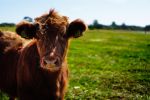 calf in field